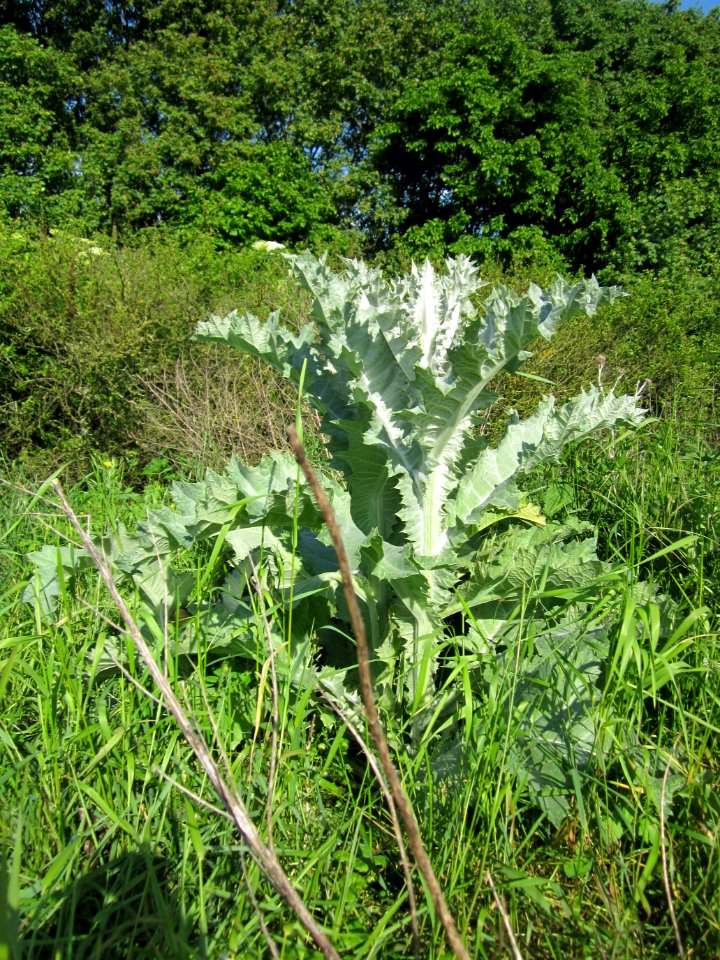 20130528Eselsdistel_Reilingen1