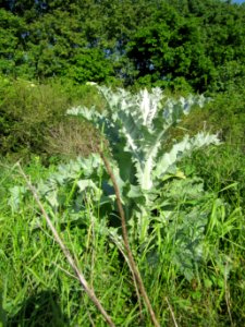 20130528Eselsdistel_Reilingen1