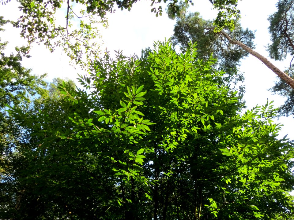 20130821Castanea_sativa2