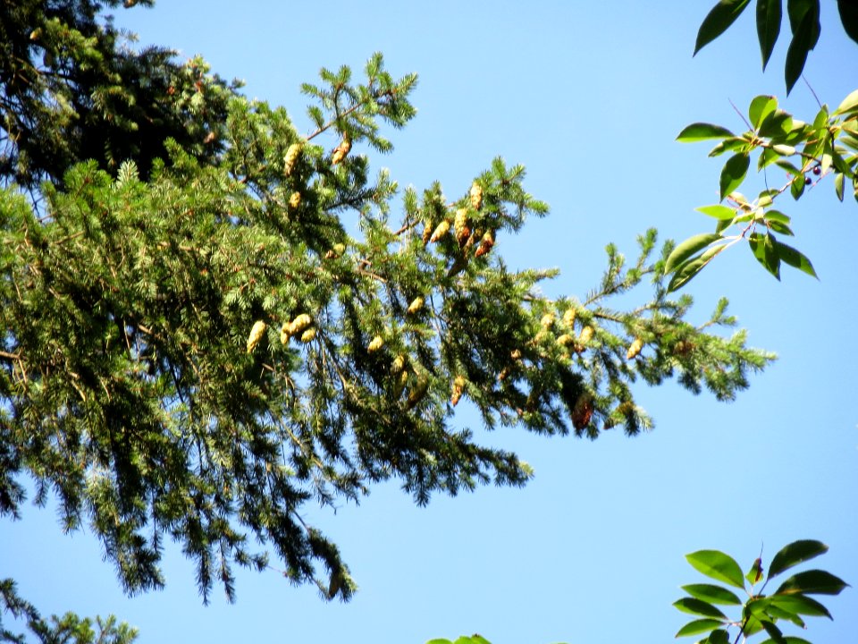 20130821Douglasie04