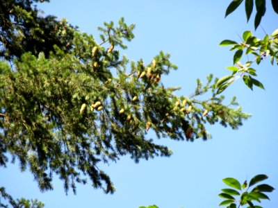 20130821Douglasie04