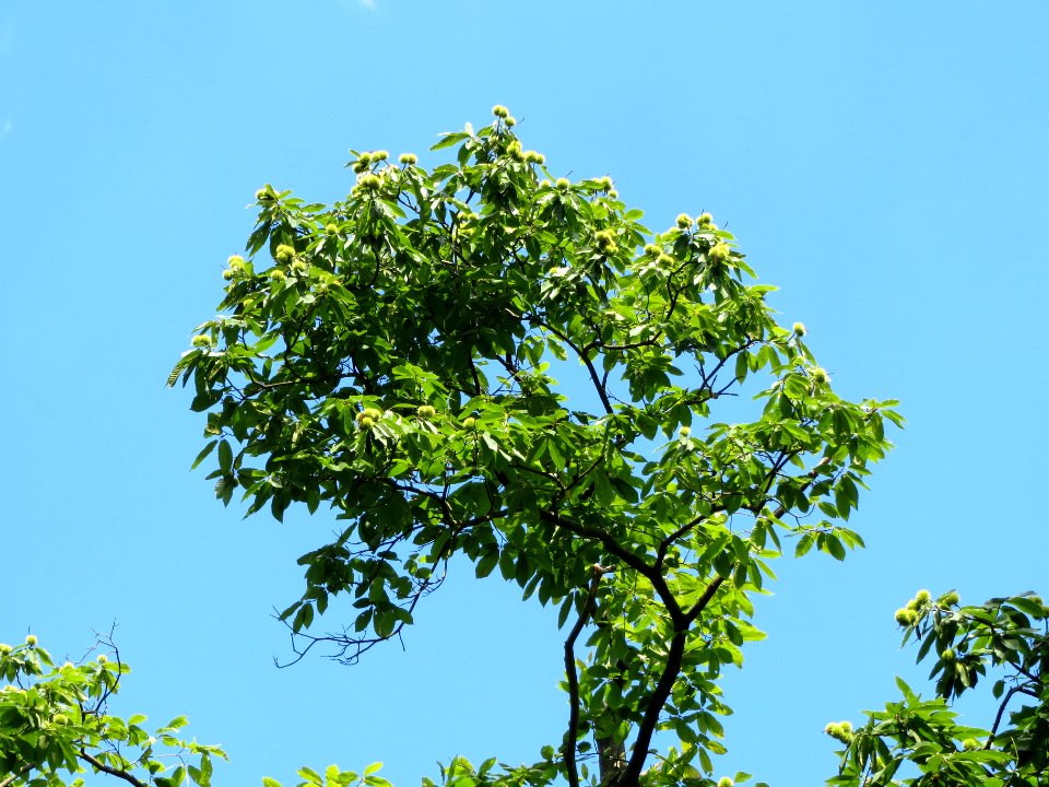 20130821Castanea_sativa5
