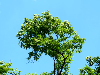 20130821Castanea_sativa5