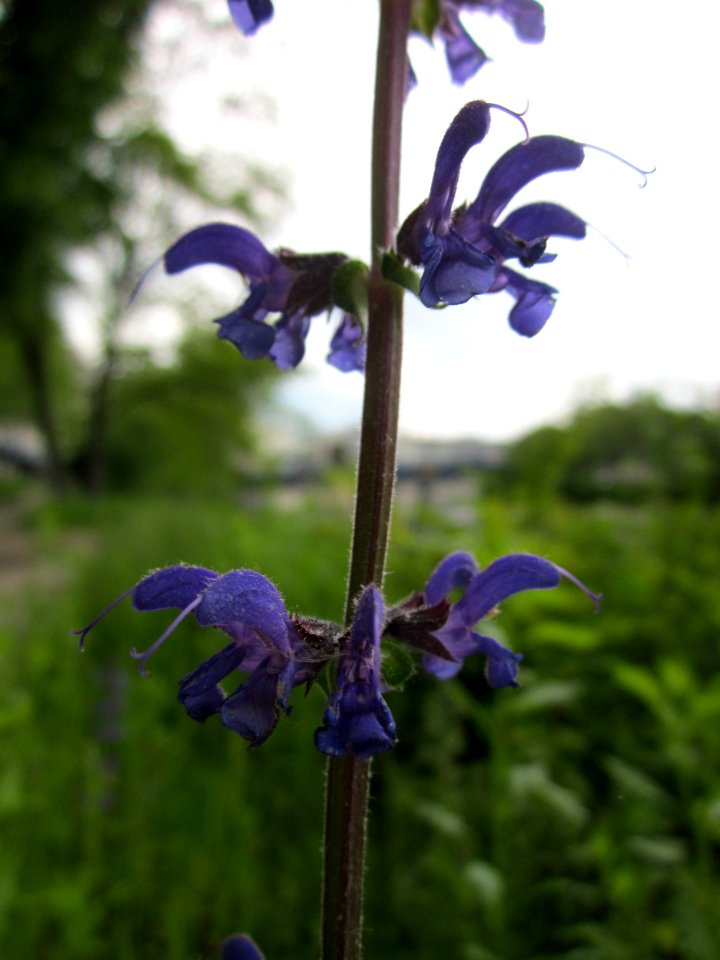 20130525Salvia_pratensis2