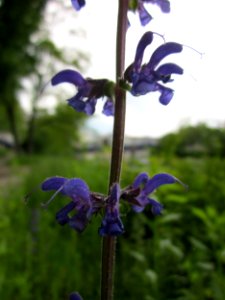 20130525Salvia_pratensis2 photo