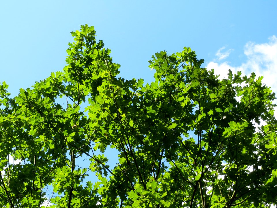 20130820Quercus_robur2