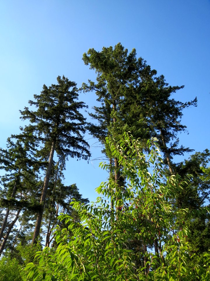 20130821Douglasie16