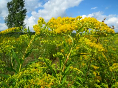 20130819Solidago_canadensis2 photo