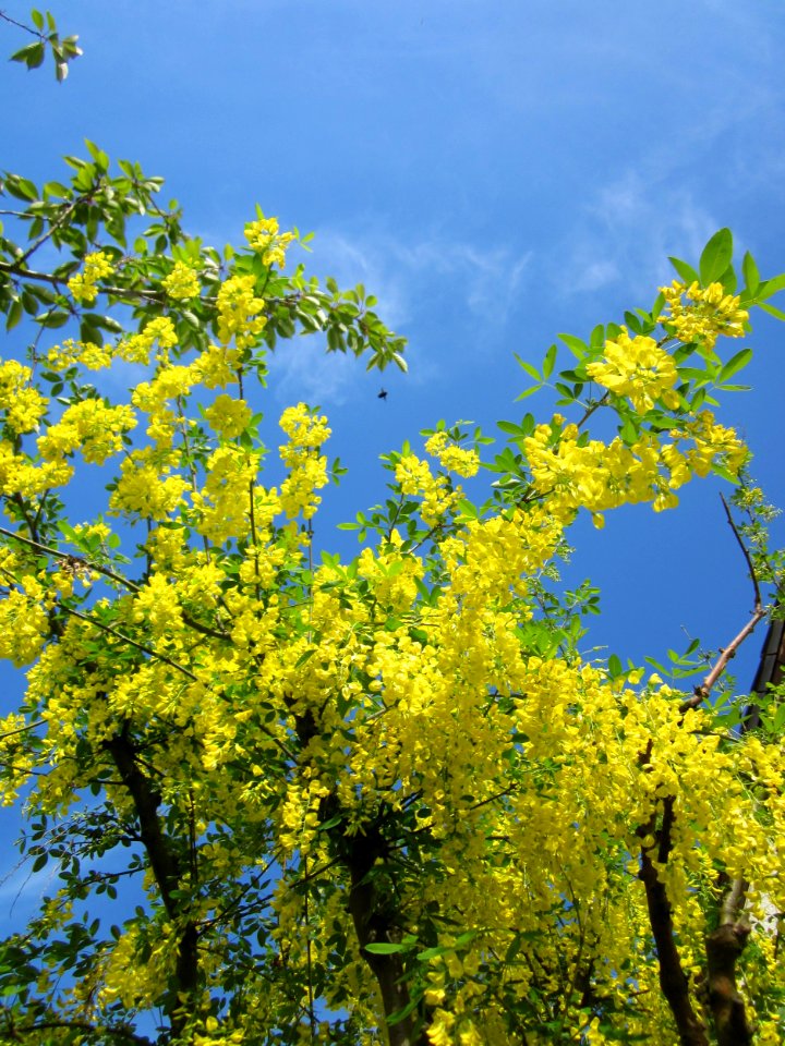 20130514Goldregen_Hockenheim6