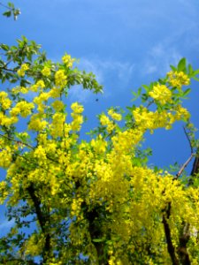 20130514Goldregen_Hockenheim6