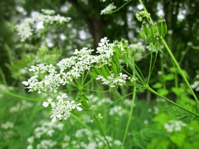 20130516Wiesenkerbel_Hockenheim5