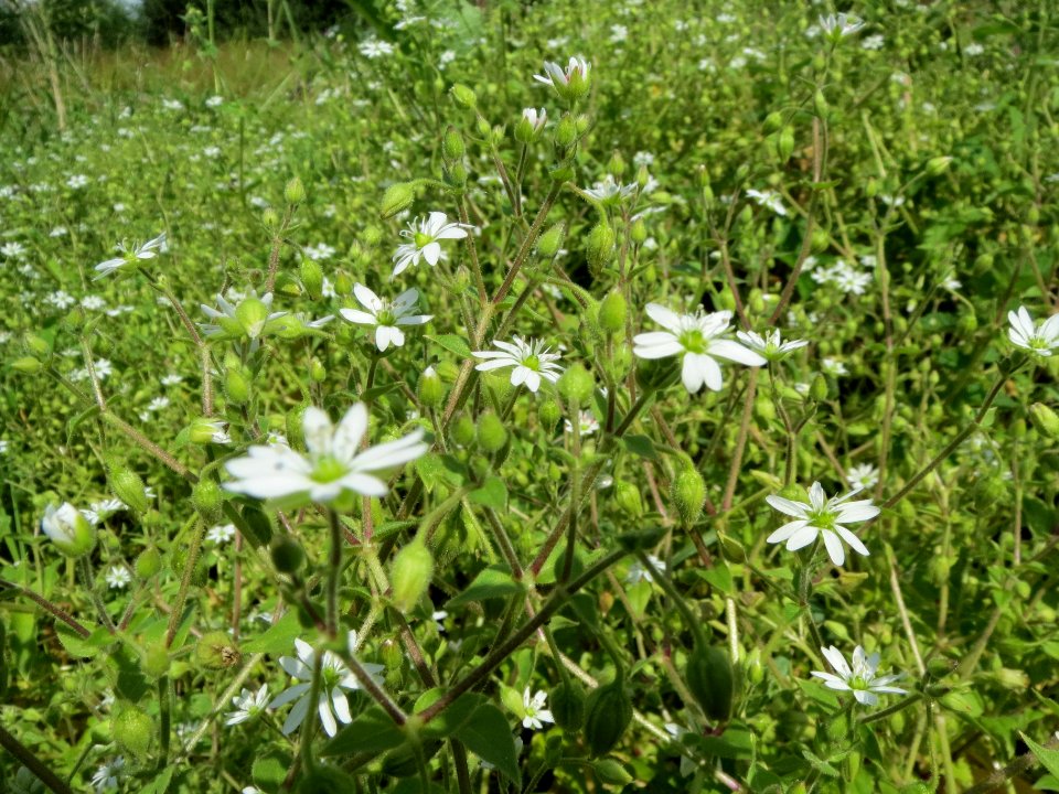 20130819Myosoton_aquaticum6