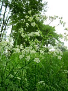 20130516Wiesenkerbel_Hockenheim2
