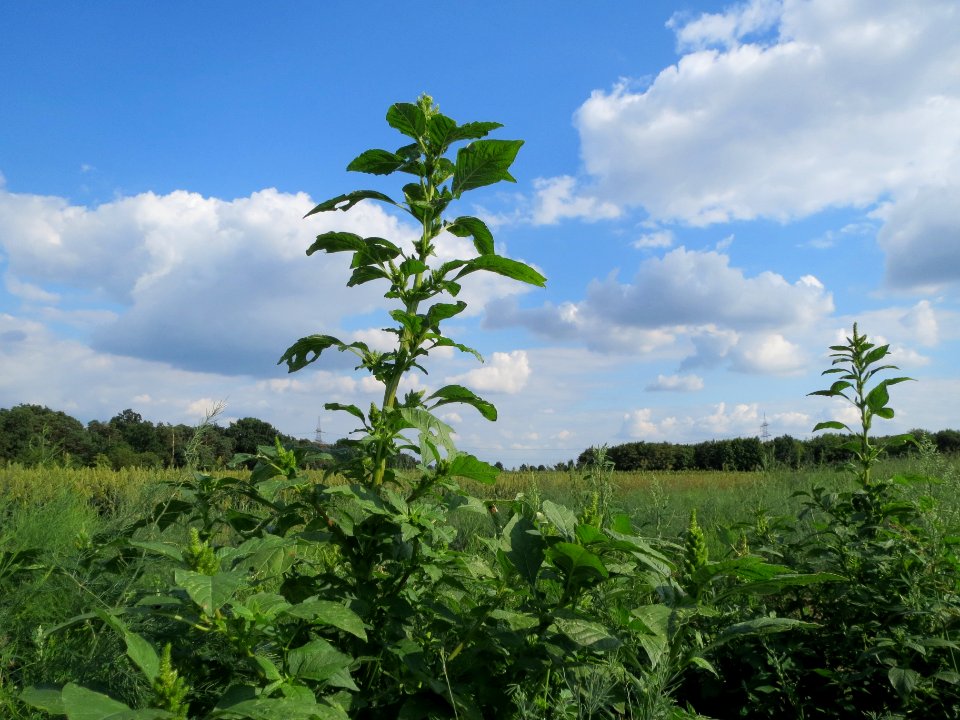 20130820Amaranthus_retroflexus1