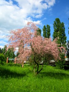 20130525Tamarix_gallica2