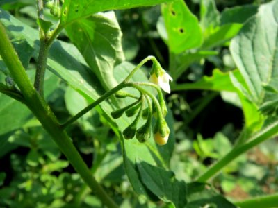 20130820Solanum_nigrum1