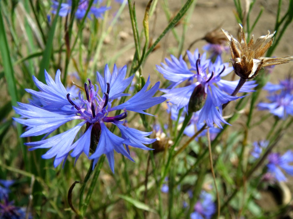 20130820Centaurea_cyanus