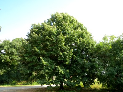 20130820Tilia_tomentosa1 photo