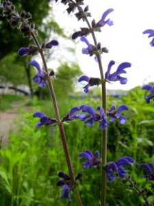 20130525Salvia_pratensis3 photo