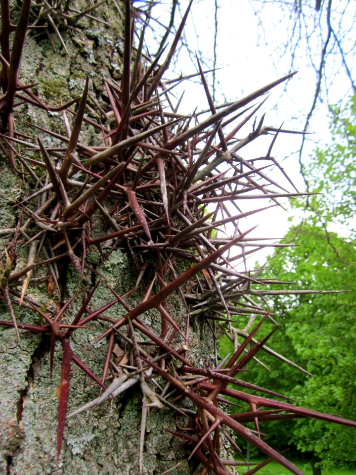 20130512Gleditschie_DFG_Saarbruecken4