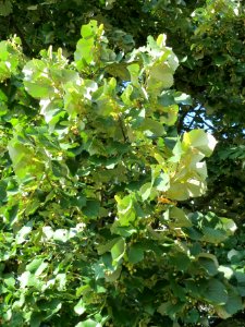 20130820Tilia_tomentosa5 photo