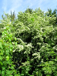 20130527Weissdorn_Bruchmuehlbach-Miesau2