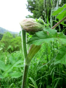 20130519Baerenklau_Saarbruecken2