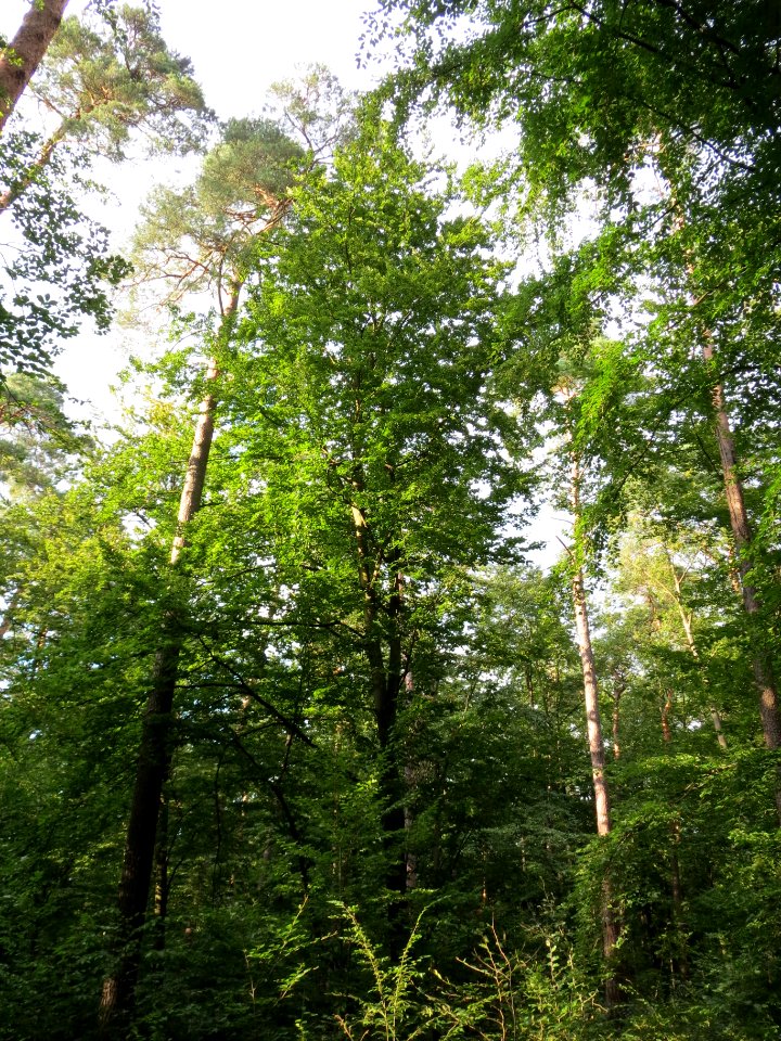 20130820Fagus_sylvativa6