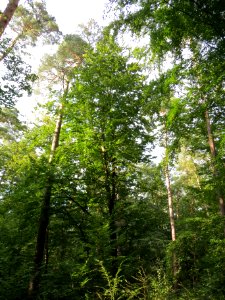 20130820Fagus_sylvativa6