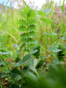 20130525Sanguisorba_minor photo