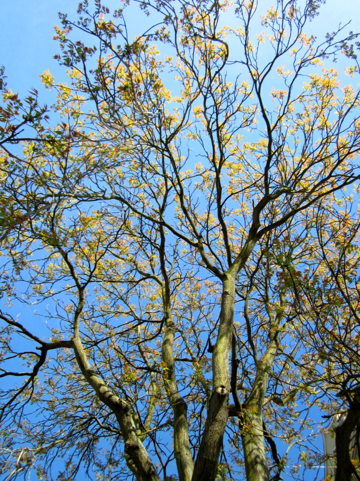 20130518Goetterbaum_Saarbruecken
