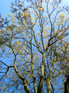 20130518Goetterbaum_Saarbruecken