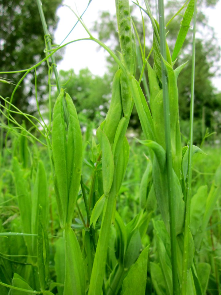 20130525Lathyrus_latifolius2