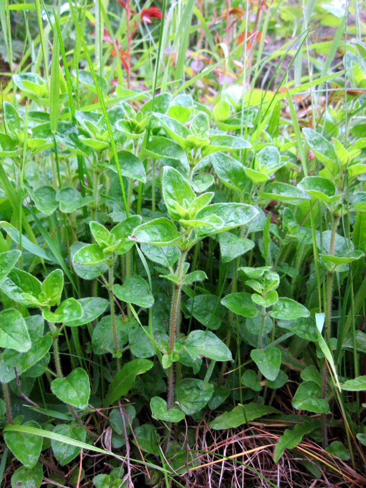 20130525Origanum_vulgare