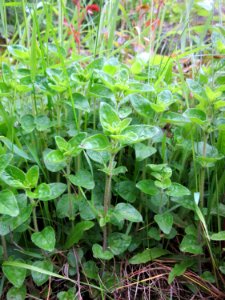 20130525Origanum_vulgare photo