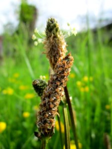 20130525Plantago_lanceolata photo