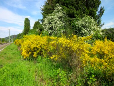 20130527Ginster_Bruchmuehlbach-Miesau1