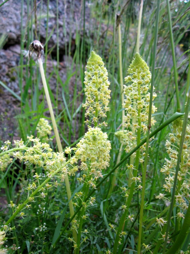 20130525Reseda_lutea