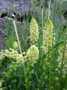 20130525Reseda_lutea