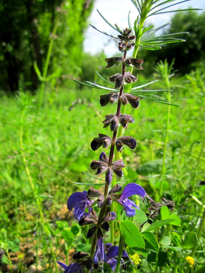 20130525Salvia_pratensis6
