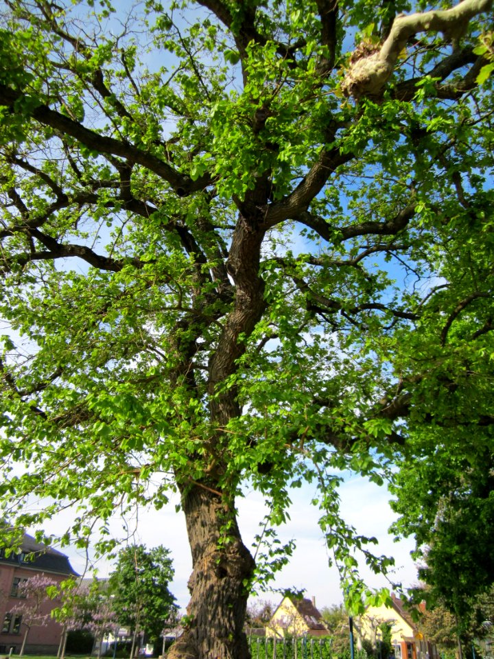 20130514Rathausstr_Hockenheim08