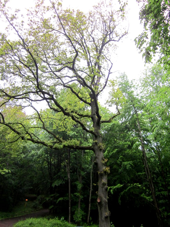 20130526Eiche_Hexentanzplatz2