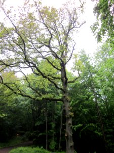 20130526Eiche_Hexentanzplatz2