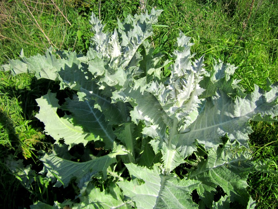 20130528Eselsdistel_Reilingen3