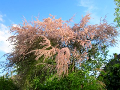 20130514Tamariske_Hockenheim