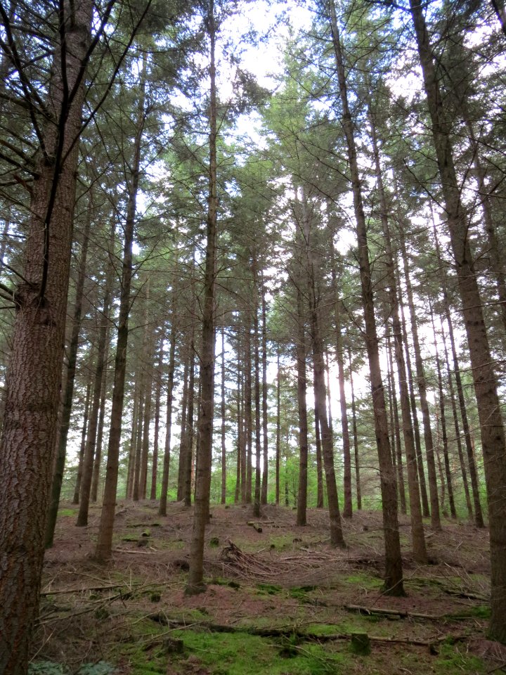 20130820Picea_abies