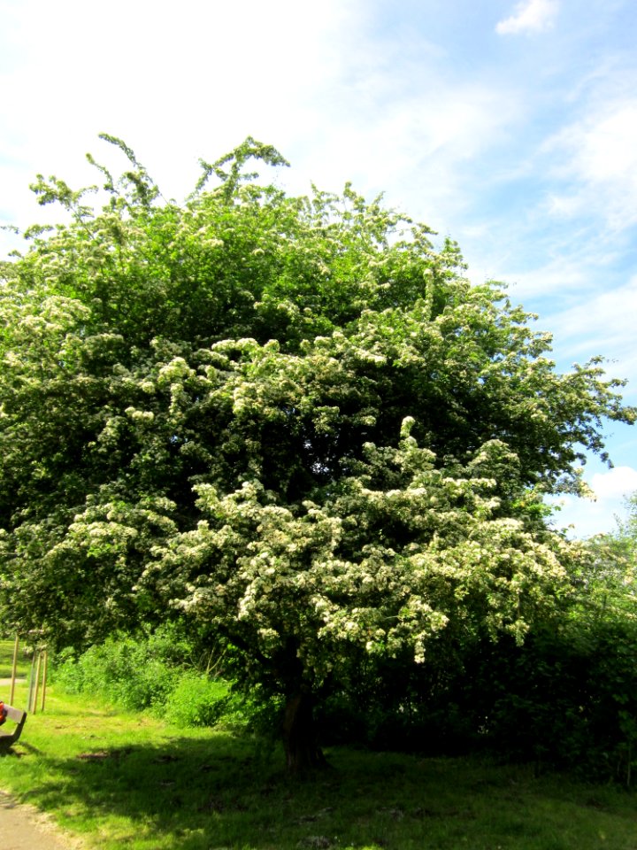 20130527Weissdorn_Saarbruecken