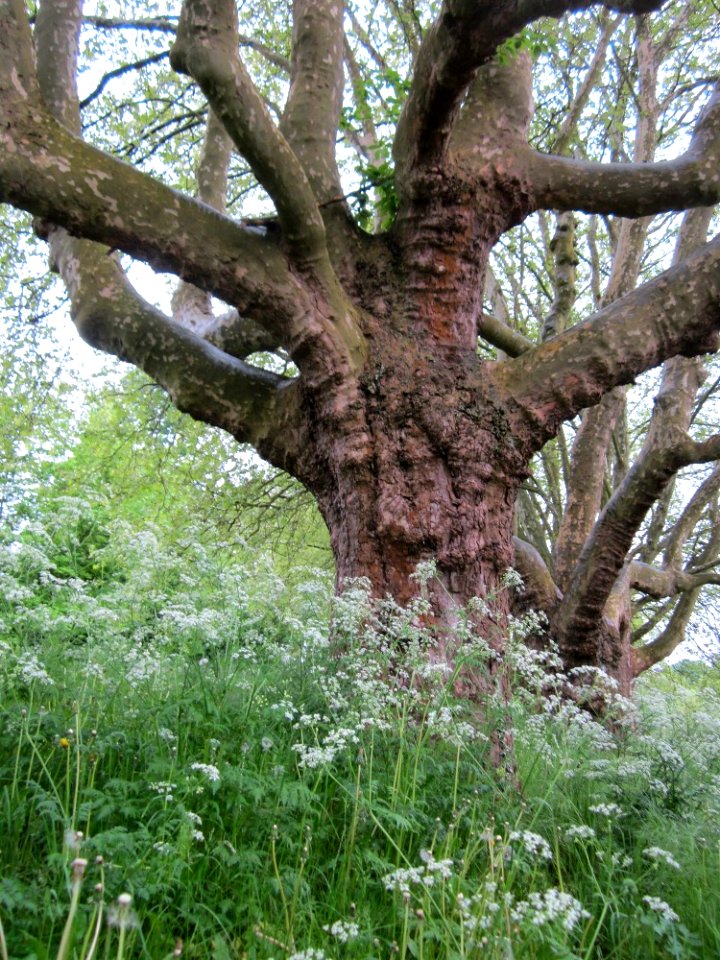 20130519Chaerophyllum_temulum