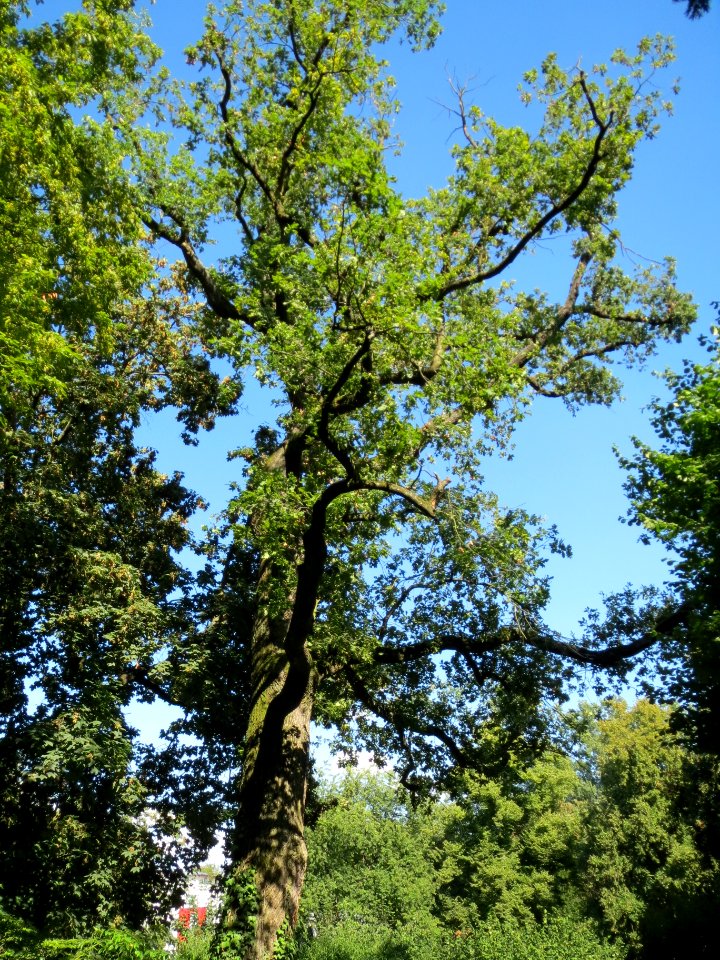20130817Eiche_Speyer1