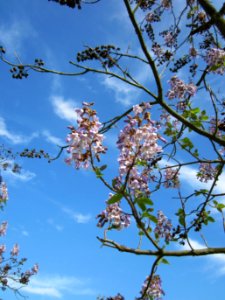 20130514Paulownie_Hockenheim7